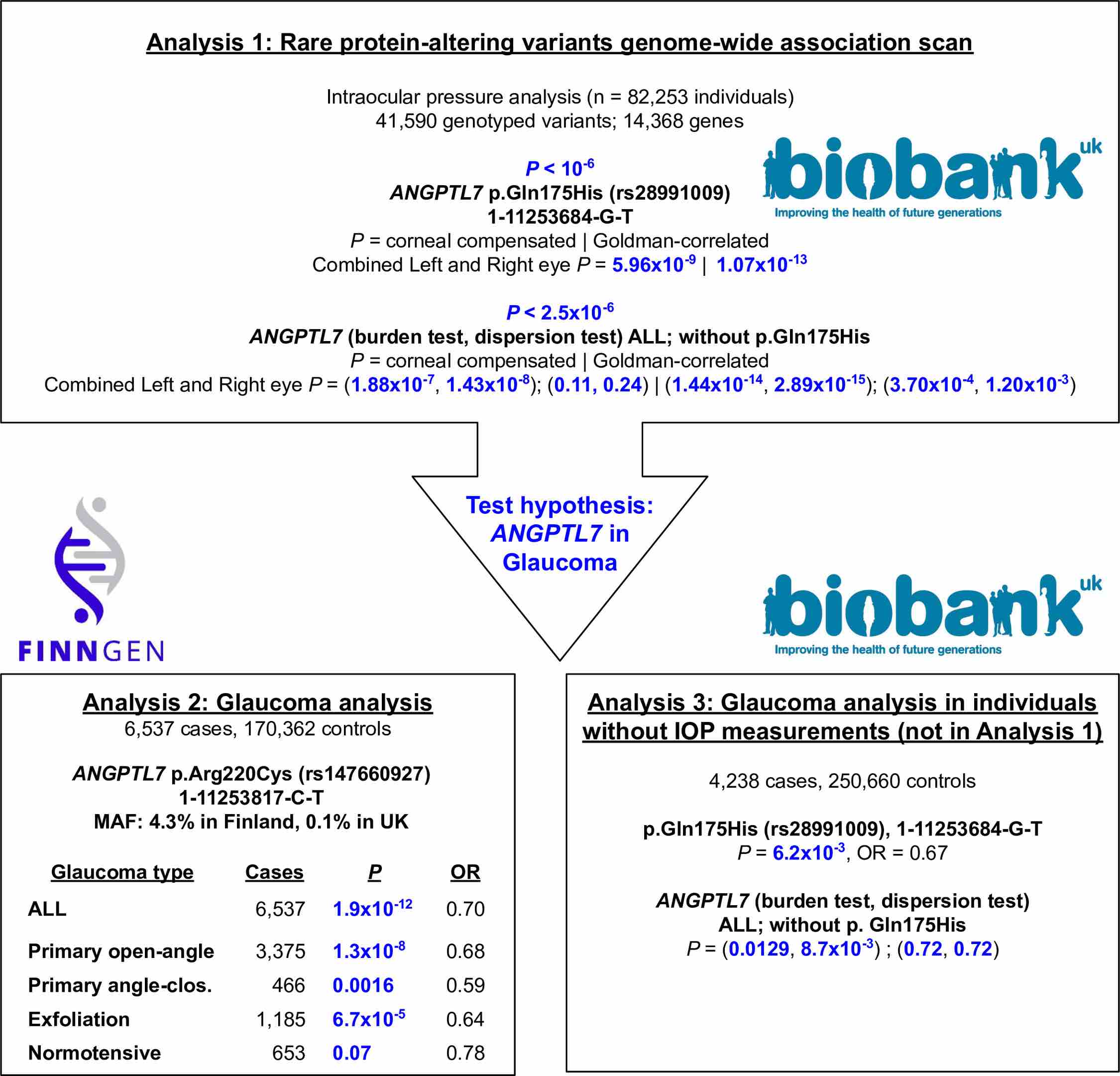 ANGPTL7 paper figure 1