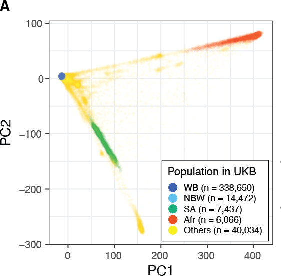 Inclusive polygenic score (iPGS) analyzes individuals across the continuum of genetic ancestry