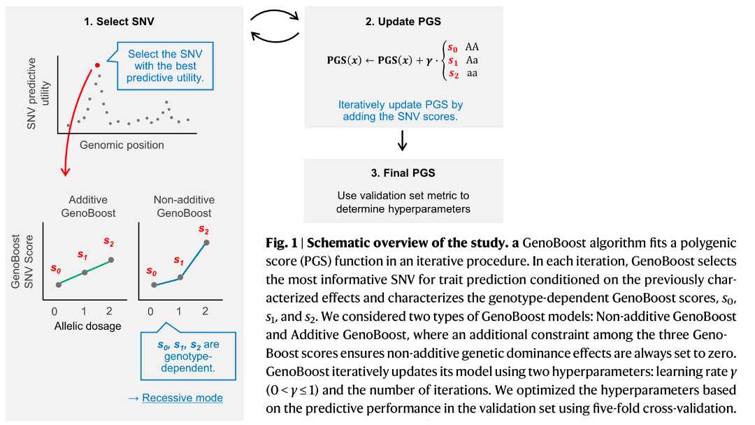 Fig. 1: Schematic overview of the study. (a) GenoBoost algorithm fits a polygenic score (PGS) function in an iterative procedure. In each iteration, GenoBoost selects the most informative SNV for trait prediction conditioned on the previously characterized effects and characterizes the genotype-dependent GenoBoost scores, s0, s1, and s2. We considered two types of GenoBoost models: Non-additive GenoBoost and Additive GenoBoost, where an additional constraint among the three GenoBoost scores ensures non-additive genetic dominance effects are always set to zero. GenoBoost iteratively updates its model using two hyperparameters: learning rate γ (0 < γ ≤ 1) and the number of iterations. We optimized the hyperparameters based on the predictive performance in the validation set using five-fold cross-validation.