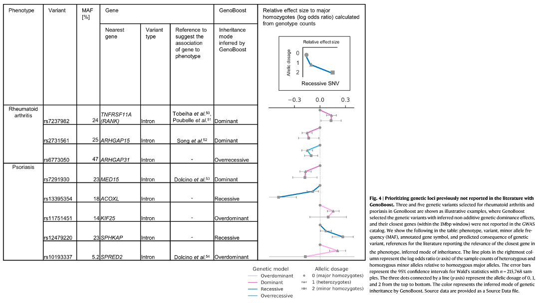 Fig. 4: Prioritizing genetic loci previously not reported in the literature with GenoBoost. Three and five genetic variants selected for rheumatoid arthritis and psoriasis in GenoBoost are shown as illustrative examples, where GenoBoost selected the genetic variants with inferred non-additive genetic dominance effects, and their closest genes (within the 1Mbp window) were not reported in the GWAS catalog. The line plots in the rightmost column represent the log odds ratio (x-axis) of the sample counts of heterozygous and homozygous minor alleles relative to homozygous major alleles. The error bars represent the 95% confidence intervals for Wald’s statistics with n=215,768 samples. The three dots connected by a line (y-axis) represent the allelic dosage of 0, 1, and 2 from the top to bottom. The color represents the inferred mode of genetic inheritance by GenoBoost. Source data are provided as a Source Data file.