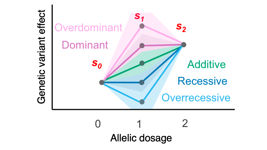 Genetic dominance effects